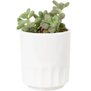 Aloe Vera Mini Plant